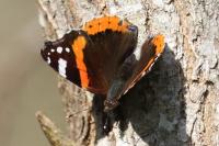 Vanessa atalanta