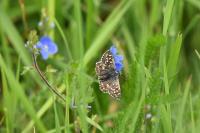 Pyrgus malvae