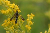 Synanthedon tipuliformis