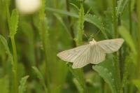 Siona lineata