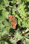 Aglais io