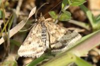 Pyrausta despicata