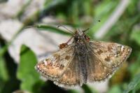 Erynnis tages