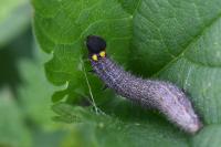 Carcharodus alceae