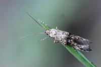 Epermenia chaerophyllella