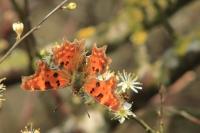 Polygonia c-album