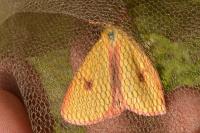 Diacrisia sannio