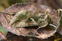 Autographa gamma