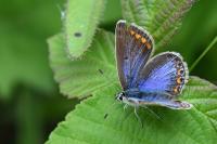 Polyommatus icarus