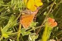 Euclidia glyphica