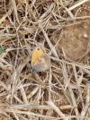 Coenonympha pamphilus