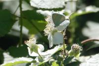 Celastrina argiolus