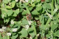 Aricia agestis