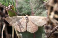 Scopula rubiginata