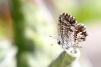 Cacyreus marshalli