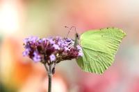 Gonepteryx rhamni