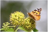 Vanessa cardui