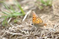 Lycaena phlaeas