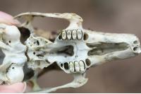 Oryctolagus cuniculus