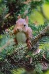Sciurus vulgaris