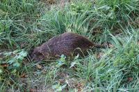 Myocastor coypus