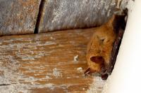 Myotis emarginatus