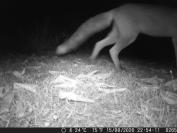 Vulpes vulpes