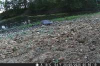 Myocastor coypus