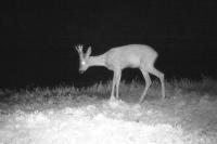 Capreolus capreolus