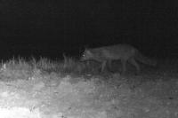 Vulpes vulpes
