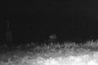 Myocastor coypus