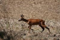 Capreolus capreolus