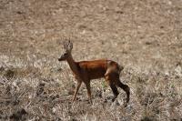 Capreolus capreolus