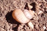 Pomatias elegans