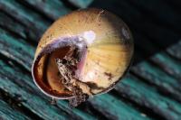 Cepaea nemoralis