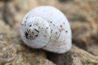 Helix pomatia