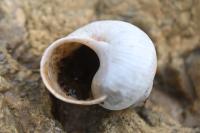 Helix pomatia