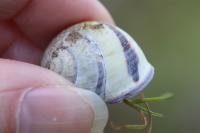 Cepaea nemoralis