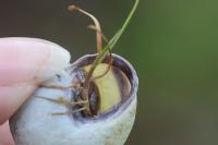 Cepaea nemoralis