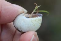 Cepaea nemoralis