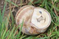 Helix pomatia