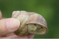 Helix pomatia
