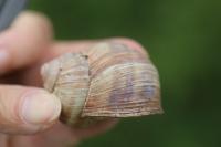 Helix pomatia