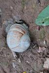 Helix pomatia