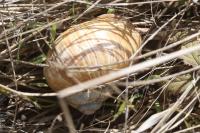 Helix pomatia