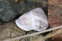 Cornu aspersum
