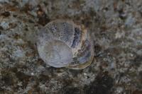Cornu aspersum