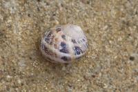 Cornu aspersum