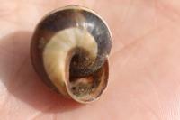 Cepaea nemoralis