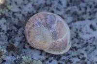 Cornu aspersum